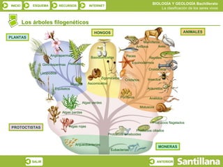 Los árboles filogenéticos PLANTAS HONGOS ANIMALES MONERAS PROTOCTISTAS Algas rojas Algas pardas Algas verdes Arqueobacterias Eubacterias Protozoos ameboides Protozoos ciliados Protozoos flagelados Moluscos Anélidos Arácnidos Insectos Crustáceos Reptiles Aves Mamíferos Anfibios Peces Equinodermos Cnidarios Poríferos Ascomicetos Zigomicetos Basidiomicetos Helechos Musgos Angiospermas Gimnospermas Licopodios Equisetos 