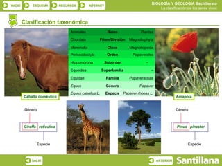 Caballo doméstico Amapola Animales Plantas Reino Chordata Magnoliophyta Filum/División Mammalia Magnoliopsida Clase Perissodactyla Papaverales Orden Hippomorpha −  Suborden Equoidea − Superfamilia Equidae Papaveraceae Familia Equus Papaver Género Equus caballus L. Papaver rhoeas L. Especie Clasificación taxonómica Giraffa  reticulata Género Especie Pinus  pinaster Género Especie 