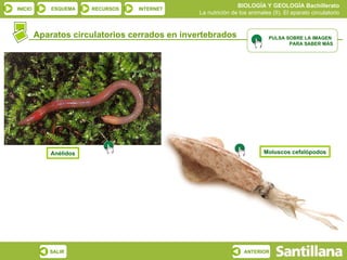 Aparatos circulatorios cerrados en invertebrados Anélidos Moluscos cefalópodos PULSA SOBRE LA IMAGEN  PARA SABER MÁS 