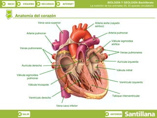 Anatomía del corazón Tabique interventricular Ventrículo izquierdo Ventrículo derecho Aurícula derecha Aurícula izquierda Vena cava superior Arteria pulmonar Venas pulmonares Válvula sigmoidea pulmonar Válvula tricúspide Vena cava inferior Válvula mitral Venas pulmonares Válvula sigmoidea aórtica Arteria pulmonar Arteria aorta (cayado aórtico) 