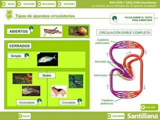 Tipos de aparatos circulatorios CERRADOS Doble CIRCULACIÓN DOBLE COMPLETA Capilares  pulmonares Aurículas Ventrículos Capilares sistémicos PULSA SOBRE EL TEXTO PARA SABER MÁS ABIERTOS Simple Incompleta Completa VOLVER 