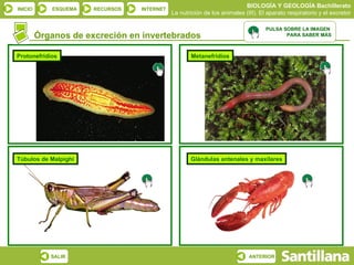 Órganos de excreción en invertebrados Glándulas antenales y maxilares Protonefridios Metanefridios Túbulos de Malpighi PULSA SOBRE LA IMAGEN  PARA SABER MÁS 