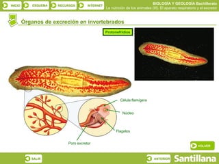 Órganos de excreción en invertebrados Poro excretor Núcleo Flagelos Célula flamígera Protonefridios VOLVER 