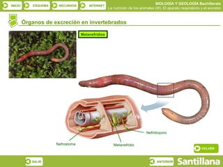 Órganos de excreción en invertebrados Nefrostoma Nefridioporo Metanefridio Metanefridios VOLVER 
