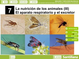7 La nutrición de los animales (III) El aparato respiratorio y el excretor NOTICIA INICIAL ESQUEMA RECURSOS INTERNET 