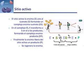 Sitio activo
 El sitio activo la enzima (E) une al
sustrato (S) formando un
complejo enzima-sustrato (ES).
 En el complejo ES, E transforma a
S en el o los productos,
formando el complejo enzima-
producto (EP).
 Finalmente la enzima libera del
sitio activo un producto (P).
 Se regenera la enzima. digitalizado por Melilds 1
 