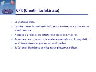 CPK (Creatín fosfokinasa)
 Es una transferasa.
 Cataliza la transformación de fosfocreatina a creatina y la de creatina
a fosfocreatina.
 Necesita la presencia de cofactores metálicos activadores.
 Se encuentra en concentraciones elevadas en el músculo esquelético
y cardíaco y en menor proporción en el cerebro.
 Es útil en el diagnóstico de miopatías y procesos cardíacos.
 