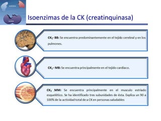 Isoenzimas de la CK (creatinquinasa)
 
