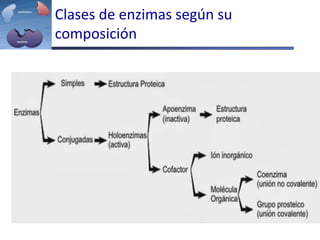 Clases de enzimas según su
composición
 