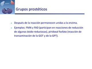 Grupos prostéticos
 Después de la reacción permanecen unidas a la enzima.
 Ejemplos: FMN y FAD (participan en reacciones de reducción
de algunas óxido-reductasas), piridoxal fosfato (reacción de
transaminación de la GOT y de la GPT).
 