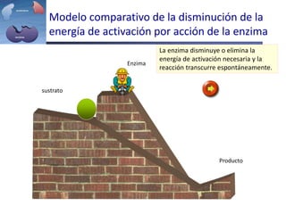 Enzima
sustrato
Producto
La enzima disminuye o elimina la
energía de activación necesaria y la
reacción transcurre espontáneamente.
Modelo comparativo de la disminución de la
energía de activación por acción de la enzima
 