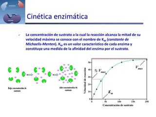 Cinética enzimática
 La concentración de sustrato a la cual la reacción alcanza la mitad de su
velocidad máxima se conoce con el nombre de KM (constante de
Michaelis-Menten). KM es un valor característico de cada enzima y
constituye una medida de la afinidad del enzima por el sustrato.
 