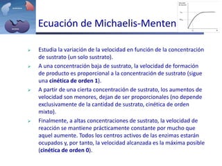 Ecuación de Michaelis-Menten
 Estudia la variación de la velocidad en función de la concentración
de sustrato (un solo sustrato).
 A una concentración baja de sustrato, la velocidad de formación
de producto es proporcional a la concentración de sustrato (sigue
una cinética de orden 1).
 A partir de una cierta concentración de sustrato, los aumentos de
velocidad son menores, dejan de ser proporcionales (no depende
exclusivamente de la cantidad de sustrato, cinética de orden
mixto).
 Finalmente, a altas concentraciones de sustrato, la velocidad de
reacción se mantiene prácticamente constante por mucho que
aquel aumente. Todos los centros activos de las enzimas estarán
ocupados y, por tanto, la velocidad alcanzada es la máxima posible
(cinética de orden 0).
 