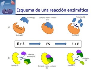 Esquema de una reacción enzimática
 