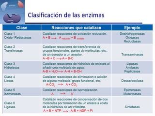 Clasificación de las enzimas
 