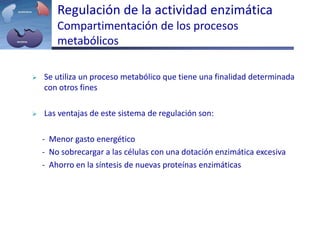 Se utiliza un proceso metabólico que tiene una finalidad determinada
con otros fines
 Las ventajas de este sistema de regulación son:
- Menor gasto energético
- No sobrecargar a las células con una dotación enzimática excesiva
- Ahorro en la síntesis de nuevas proteínas enzimáticas
Regulación de la actividad enzimática
Compartimentación de los procesos
metabólicos
 