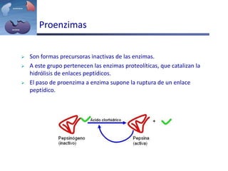 Proenzimas
 Son formas precursoras inactivas de las enzimas.
 A este grupo pertenecen las enzimas proteolíticas, que catalizan la
hidrólisis de enlaces peptídicos.
 El paso de proenzima a enzima supone la ruptura de un enlace
peptídico.
 