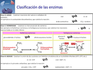 Clasificación de las enzimas
 
