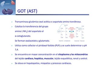 GOT (AST)
 Transaminasa glutámico oxal acética o aspartato amino transferasa.
 Cataliza la transferencia del grupo
amino (-NH2) del aspartato al
α-cetoglutarato.
Se forman oxalacetato y glutamato.
 Utiliza como cofactor el piridoxal fosfato (PLP) y se suele determinar a pH
7,4.
 Se encuentra en mayor concentración en el citoplasma y las mitocondrias
del tejido cardíaco, hepático, muscular, tejido esquelético, renal y uretral.
 Se eleva en hepatopatías, miopatías y procesos cardíacos.
 