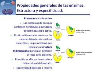 Propiedades generales de las enzimas.
Estructura y especificidad.
Presentan un sitio activo
 Las moléculas de enzimas
contienen hendiduras o cavidades
denominadas sitio activo.
 El sitio activo esta formado por las
cadenas laterales de residuos
específicos, lo que ocasiona que
tenga una estructura
tridimensional particular, diferente
al resto de la proteína.
 Este sitio es afín por la estructura
tridimensional del sustrato.
 Especificidad absoluta o relativa
 