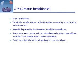 CPK (Creatín fosfokinasa)
 Es una transferasa.
 Cataliza la transformación de fosfocreatina a creatina y la de creatina
a fosfocreatina.
 Necesita la presencia de cofactores metálicos activadores.
 Se encuentra en concentraciones elevadas en el músculo esquelético
y cardíaco y en menor proporción en el cerebro.
 Es útil en el diagnóstico de miopatías y procesos cardíacos.
 