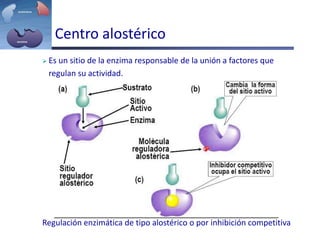  Es un sitio de la enzima responsable de la unión a factores que
regulan su actividad.
Regulación enzimática de tipo alostérico o por inhibición competitiva
Centro alostérico
 