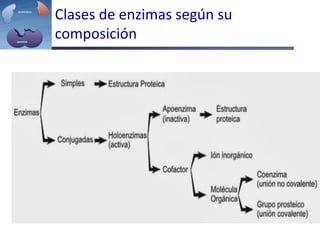 Clases de enzimas según su
composición
 