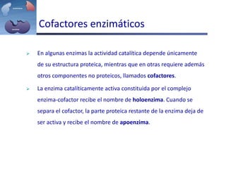 Cofactores enzimáticos
 En algunas enzimas la actividad catalítica depende únicamente
de su estructura proteica, mientras que en otras requiere además
otros componentes no proteicos, llamados cofactores.
 La enzima catalíticamente activa constituida por el complejo
enzima-cofactor recibe el nombre de holoenzima. Cuando se
separa el cofactor, la parte proteica restante de la enzima deja de
ser activa y recibe el nombre de apoenzima.
 