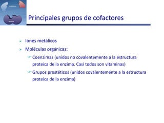 Principales grupos de cofactores
 Iones metálicos
 Moléculas orgánicas:
Coenzimas (unidos no covalentemente a la estructura
proteica de la enzima. Casi todos son vitaminas)
Grupos prostéticos (unidos covalentemente a la estructura
proteica de la enzima)
 