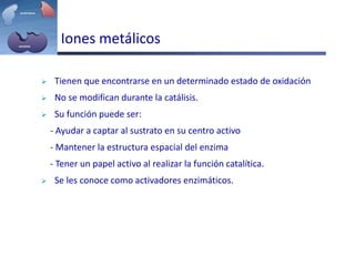 Iones metálicos
 Tienen que encontrarse en un determinado estado de oxidación
 No se modifican durante la catálisis.
 Su función puede ser:
- Ayudar a captar al sustrato en su centro activo
- Mantener la estructura espacial del enzima
- Tener un papel activo al realizar la función catalítica.
 Se les conoce como activadores enzimáticos.
 
