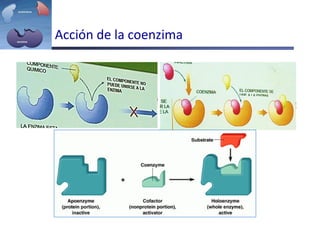 Acción de la coenzima
 