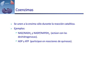 Coenzimas
 Se unen a la enzima sólo durante la reacción catalítica.
 Ejemplos:
NAD/NADH2 y NADP/NAPDH2 (actúan con las
deshidrogenasas).
ADP y ATP (participan en reacciones de quinasas).
 