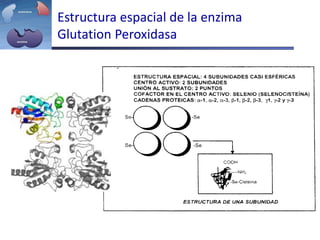 Estructura espacial de la enzima
Glutation Peroxidasa
 