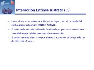 Interacción Enzima-sustrato (ES)
 Las enzimas en su estructura, tienen un lugar concreto a través del
cual realizan su función: CENTRO ACTIVO.
 El resto de la estructura tiene la función de proporcionar un entorno
y condiciones propicias para que el enzima actúe.
 El enzima se une al sustrato por el centro activo y el enlace puede ser
de diferentes formas.
 