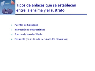Tipos de enlaces que se establecen
entre la enzima y el sustrato
 Puentes de hidrógeno
 Interacciones electrostáticas
 Fuerzas de Van der Waals.
 Covalente (no es lo más frecuente, P.e.hidrolasas).
 
