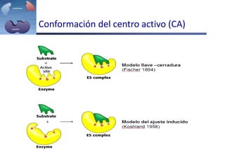 Conformación del centro activo (CA)
 