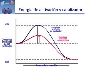 Contenido
energético
de las
moléculas
alta
baja
Avance de la reacción
Energía de
activación
con catalizador
Energía de activación y catalizador
Energía de
activación
sin catalizador
 