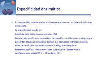 Especificidad enzimática
 Es la capacidad que tienen las enzimas para actuar con un determinado tipo
de sustrato.
 La especificidad puede ser:
- Absoluta: sólo actúa con un sustrato: LDH.
- De reacción: catalizan el mismo tipo de reacción con diferentes sustratos que
presentan alguna característica común. P.e. las lipasas hidrolizan enlaces
ester de un alcohol cualquiera con un ácido graso cualquiera.
- Estéreo-específica: sólo actúan sobre sustratos con determinada
configuración espacial (D o L, alfa o beta, etc.).
 