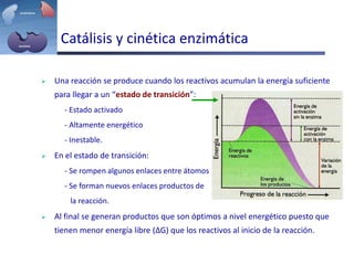 Catálisis y cinética enzimática
 Una reacción se produce cuando los reactivos acumulan la energía suficiente
para llegar a un “estado de transición”:
- Estado activado
- Altamente energético
- Inestable.
 En el estado de transición:
- Se rompen algunos enlaces entre átomos
- Se forman nuevos enlaces productos de
la reacción.
 Al final se generan productos que son óptimos a nivel energético puesto que
tienen menor energía libre (ΔG) que los reactivos al inicio de la reacción.
 