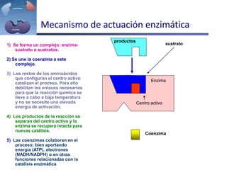 Mecanismo de actuación enzimática
Enzima inactiva
sustrato
Enzima
productos
Coenzima
Centro activo
1) Se forma un complejo: enzima-
sustrato o sustratos.
2) Se une la coenzima a este
complejo.
3) Los restos de los aminoácidos
que configuran el centro activo
catalizan el proceso. Para ello
debilitan los enlaces necesarios
para que la reacción química se
lleve a cabo a baja temperatura
y no se necesite una elevada
energía de activación.
4) Los productos de la reacción se
separan del centro activo y la
enzima se recupera intacta para
nuevas catálisis.
5) Las coenzimas colaboran en el
proceso; bien aportando
energía (ATP), electrones
(NADH/NADPH) o en otras
funciones relacionadas con la
catálisis enzimática
 