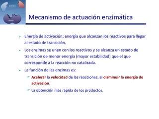  Energía de activación: energía que alcanzan los reactivos para llegar
al estado de transición.
 Los enzimas se unen con los reactivos y se alcanza un estado de
transición de menor energía (mayor estabilidad) que el que
corresponde a la reacción no catalizada.
 La función de las enzimas es:
 Acelerar la velocidad de las reacciones, al disminuir la energía de
activación.
 La obtención más rápida de los productos.
Mecanismo de actuación enzimática
 