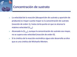 Concentración de sustrato
 La velocidad de la reacción (desaparición de sustrato y aparición de
producto) es mayor cuanto mayor es la concentración de sustrato
(reacción de orden 1), hasta cierto punto en que se alcanza la
máxima velocidad (Vmáx)
 Alcanzada la (Vmáx), aunque la concentración de sustrato sea mayor,
no se supera esta velocidad (reacción de orden 0).
 Si la cinética de la reacción enzimática sigue este desarrollo se dice
que es una cinética de Michaelis-Menten.
 