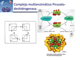 Complejo multienzimático Piruvato-
deshidrogenasa
 