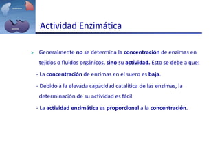 Actividad Enzimática
 Generalmente no se determina la concentración de enzimas en
tejidos o fluidos orgánicos, sino su actividad. Esto se debe a que:
- La concentración de enzimas en el suero es baja.
- Debido a la elevada capacidad catalítica de las enzimas, la
determinación de su actividad es fácil.
- La actividad enzimática es proporcional a la concentración.
 