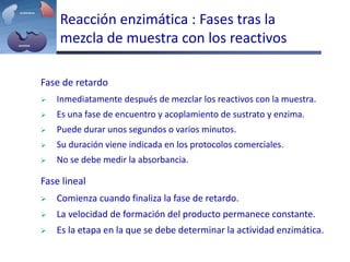 Reacción enzimática : Fases tras la
mezcla de muestra con los reactivos
Fase de retardo
 Inmediatamente después de mezclar los reactivos con la muestra.
 Es una fase de encuentro y acoplamiento de sustrato y enzima.
 Puede durar unos segundos o varios minutos.
 Su duración viene indicada en los protocolos comerciales.
 No se debe medir la absorbancia.
Fase lineal
 Comienza cuando finaliza la fase de retardo.
 La velocidad de formación del producto permanece constante.
 Es la etapa en la que se debe determinar la actividad enzimática.
 