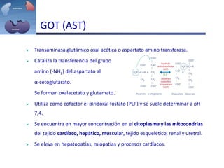 GOT (AST)
 Transaminasa glutámico oxal acética o aspartato amino transferasa.
 Cataliza la transferencia del grupo
amino (-NH2) del aspartato al
α-cetoglutarato.
Se forman oxalacetato y glutamato.
 Utiliza como cofactor el piridoxal fosfato (PLP) y se suele determinar a pH
7,4.
 Se encuentra en mayor concentración en el citoplasma y las mitocondrias
del tejido cardíaco, hepático, muscular, tejido esquelético, renal y uretral.
 Se eleva en hepatopatías, miopatías y procesos cardíacos.
 