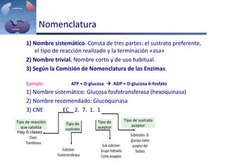 Nomenclatura
1) Nombre sistemático. Consta de tres partes: el sustrato preferente,
el tipo de reacción realizado y la terminación «asa»
2) Nombre trivial. Nombre corto y de uso habitual.
3) Según la Comisión de Nomenclatura de las Enzimas:
Ejemplo: ATP + D-glucosa  ADP + D-glucosa 6-fosfato
1) Nombre sistemático: Glucosa fosfotransferasa (hexoquinasa)
2) Nombre recomendado: Glucoquinasa
3) CNE EC 2. 7. 1. 1
Clase:
Transferasa
Subclase:
Fosfotransferasa
Sub-subclase:
Grupo hidroxilo
Como acepptor
Substratos: D-
glucosa como
aceptor del
fosfato
Hay 6 clases
Tipo de reacción
que cataliza
Tipo de
sustrato
Tipo de
aceptor
Tipo de sustrato
aceptor
 