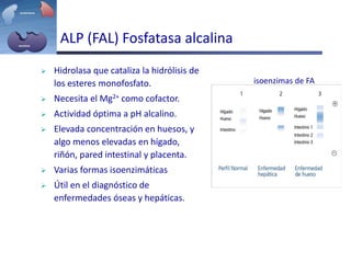 ALP (FAL) Fosfatasa alcalina
 Hidrolasa que cataliza la hidrólisis de
los esteres monofosfato.
 Necesita el Mg2+ como cofactor.
 Actividad óptima a pH alcalino.
 Elevada concentración en huesos, y
algo menos elevadas en hígado,
riñón, pared intestinal y placenta.
 Varias formas isoenzimáticas
 Útil en el diagnóstico de
enfermedades óseas y hepáticas.
isoenzimas de FA
 