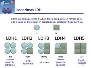 Isoenzimas LDH
H M
H4 H3M H2M2 HM3 M4
100
Como la enzima presenta 4 subunidades, son posibles 5 formas de la
enzima que se diferencian en características cinéticas y fisicoquímicas
LDH1 LDH2 LDH3 LDH4 LDH5
corazón
músculo
eritrocitos
SRE
leucocitos
pulmones
riñones
placenta
páncreas
hígado
músculo
 
