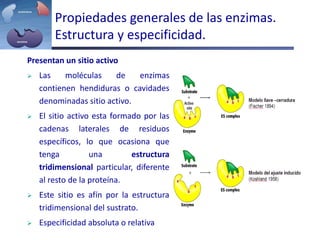 Propiedades generales de las enzimas.
Estructura y especificidad.
Presentan un sitio activo
 Las moléculas de enzimas
contienen hendiduras o cavidades
denominadas sitio activo.
 El sitio activo esta formado por las
cadenas laterales de residuos
específicos, lo que ocasiona que
tenga una estructura
tridimensional particular, diferente
al resto de la proteína.
 Este sitio es afín por la estructura
tridimensional del sustrato.
 Especificidad absoluta o relativa
 